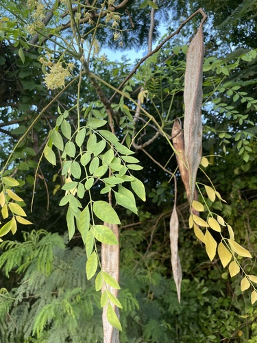 Moringa