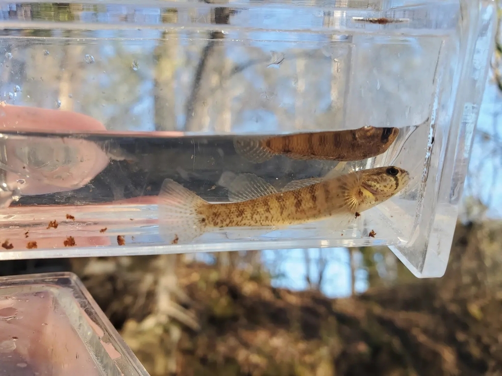 Goldstripe Darter in November 2022 by Brittany Barner. Wild darter of ...