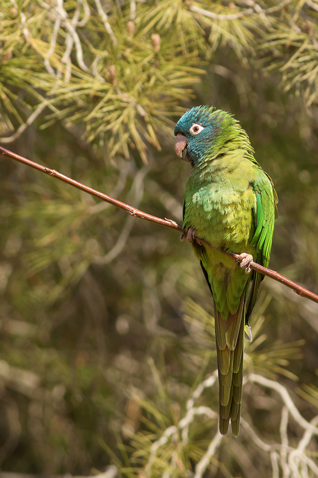 Blue-crowned Parakeet photo