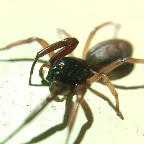 Trachelas depressus