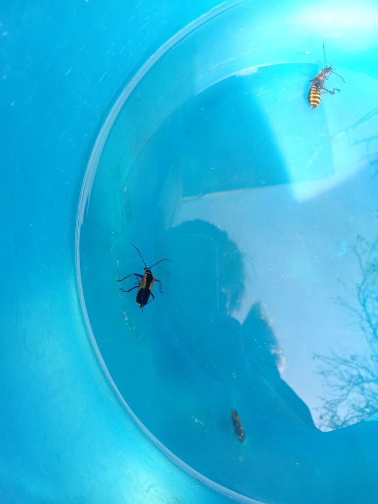 Click, Firefly, and Soldier Beetles from 54274 Méx., México on November