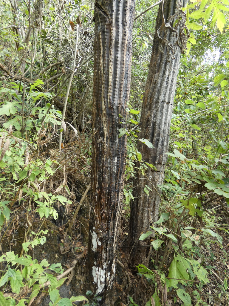 Cephalocereus mezcalaensis from Tixtla de Guerrero, Gro., México on