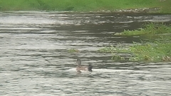 Anas americana image