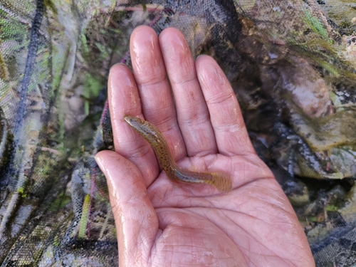Oriental Weatherfish