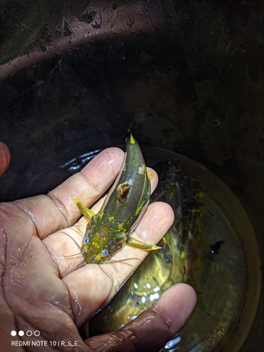 Pseudomystus stenomus