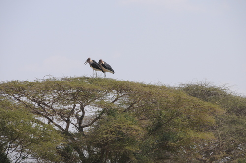 Marabou Stork