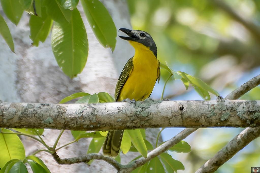 Monteiro's Bushshrike photo