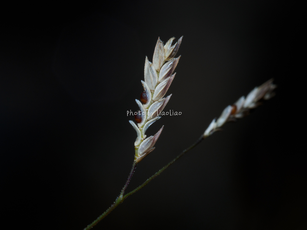 Eragrostis perennans (Eragrostis perennans)
