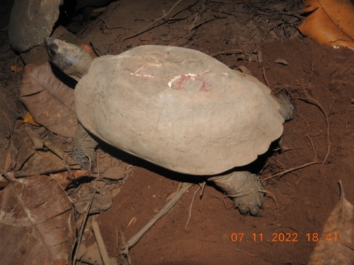 Arakan Forest Turtle
