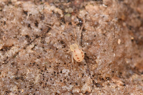 Coleosoma octomaculatum · iNaturalist