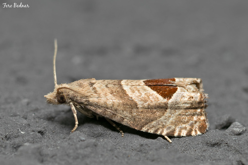 Bramble Shoot Moth