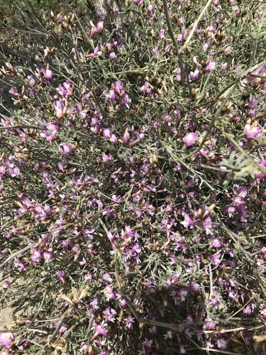 Astragalus igniarius