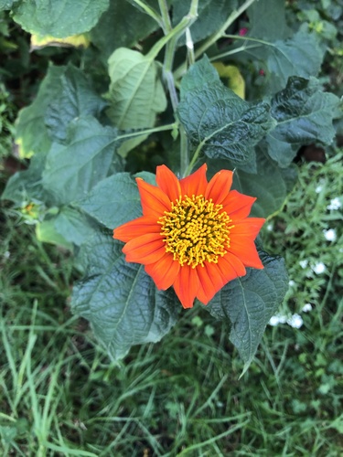 Red Sunflower