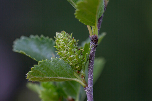 Betula humilis