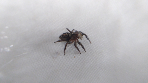 Pantropical Jumping Spider