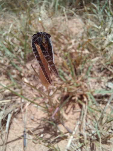 Ceropegia bowkeri