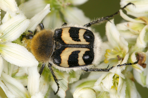 Eurasian Bee Beetle