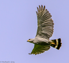Buteo nitidus image