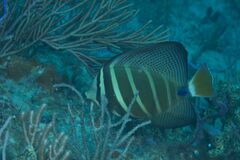 Pacific Sailfin Tang