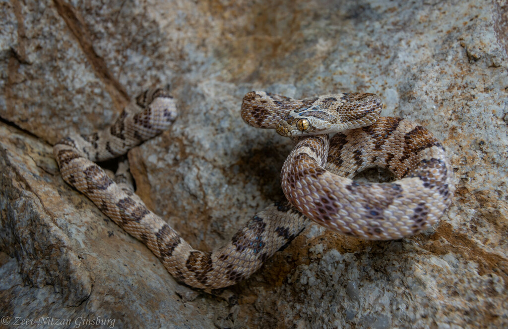 California Lyresnake