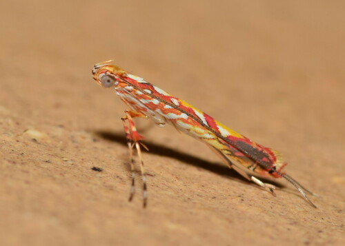 Macarostola formosa (Stainton, 1862)