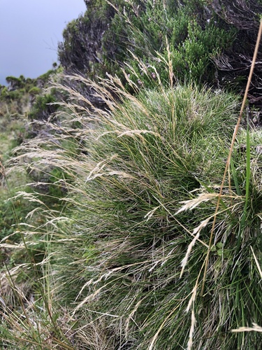 Subspecies Avenella flexuosa foliosa · iNaturalist