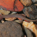 Salamandra del Rio Ouachita - Photo (c) Jake Scott, todos los derechos reservados, subido por Jake Scott