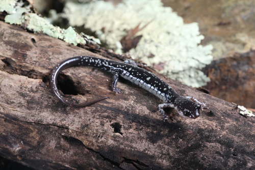 Fourche Mountain Salamander