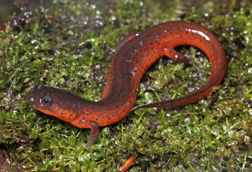 Gulf Coast Mud Salamander