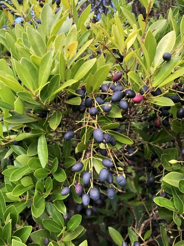 Azorean Picconia