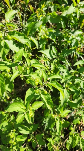 iNaturalist observation photo of American black nightshade