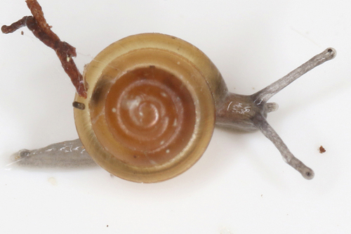 Tawny Glass-snail