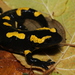 Salamandra salamandra terrestris - Photo (c) Robin Duborget, kaikki oikeudet pidätetään, lähettänyt Robin Duborget