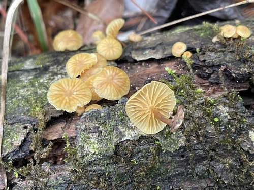 Galerina sulciceps · iNaturalist