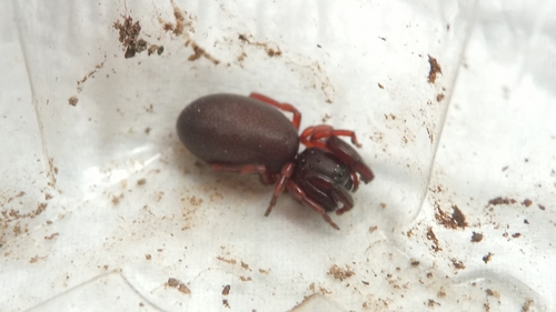 Otiothops calcaratus