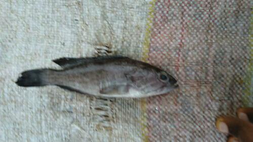 White Grouper
