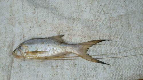 Royal Threadfin