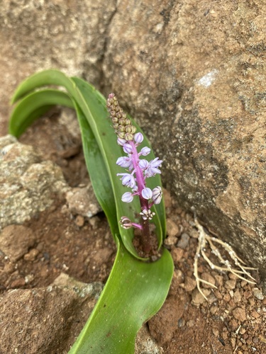 Genus Autonoe · iNaturalist
