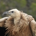 Eurasian Griffon Vulture - Photo (c) Alba Sanjuán, all rights reserved, uploaded by Alba Sanjuán