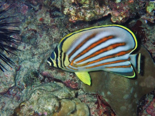 Ornate Butterflyfish