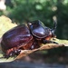 Eastern Rhinoceros Beetle - Photo (c) Niki Wayner, all rights reserved, uploaded by Niki Wayner