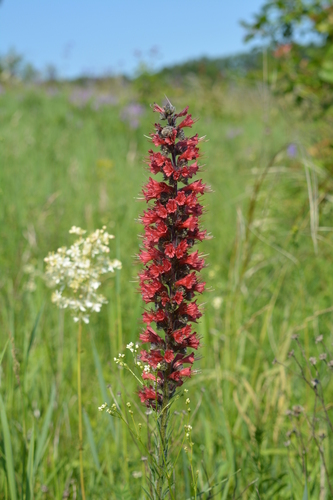 Pontechium maculatum