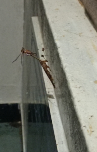 Wandering Violin Mantis