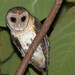 Seram Masked-Owl - Photo (c) Carlos N. G. Bocos, all rights reserved, uploaded by Carlos N. G. Bocos