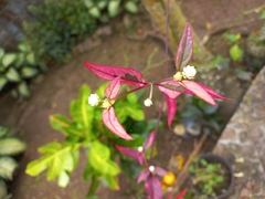 Alternanthera brasiliana image