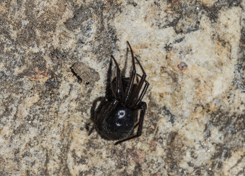 Steatoda mainlingensis