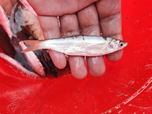 Siniichthys bleekeri