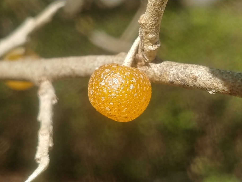 グミ属 (属 Elaeagnus) · iNaturalist