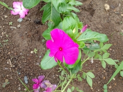 Catharanthus roseus image