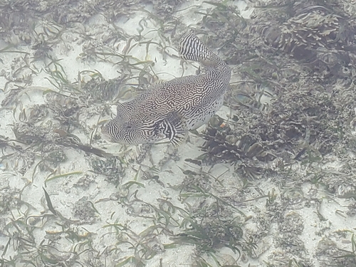 Multilined Puffer — seen at this dive site